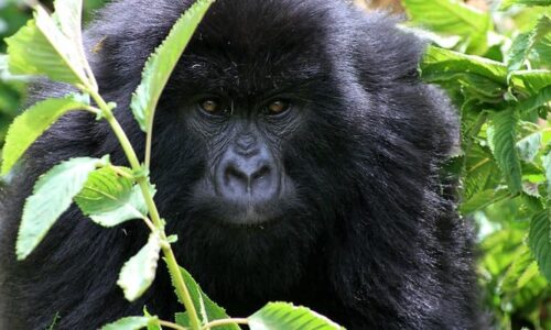 2 Days Gorilla Trekking Safari Rwanda