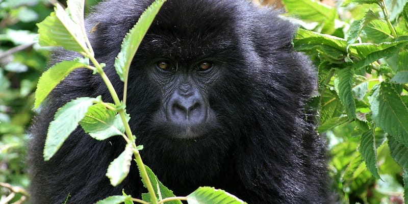 2 Days Gorilla Trekking Safari Rwanda