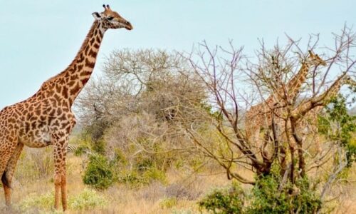 4 Days Akagera National Park Wildlife Safari