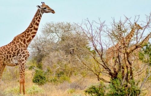 4 Days Akagera National Park Wildlife Safari