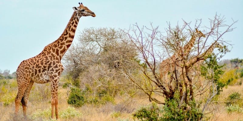 4 Days Akagera National Park Wildlife Safari