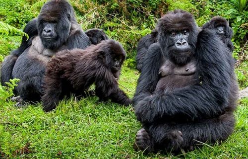 4 Days Rwanda Gorilla Tour