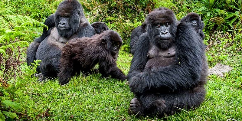 4 Days Rwanda Gorilla Tour