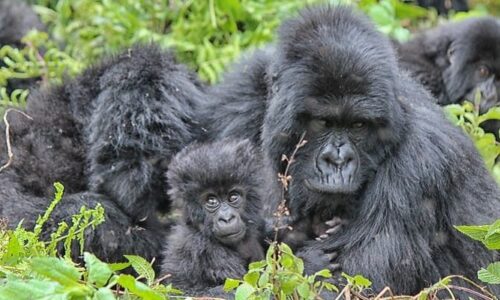 Rwanda Gorilla Permit Sales:,5 Days Rwanda Wildlife Safari