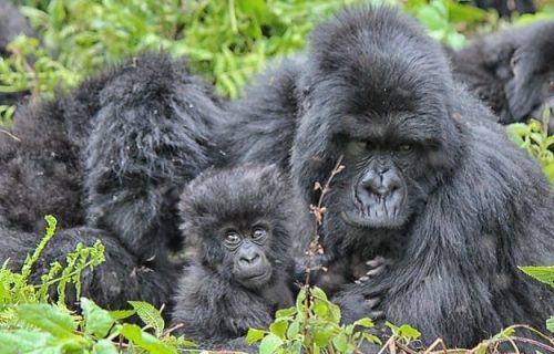 5 Days Rwanda Wildlife Safari