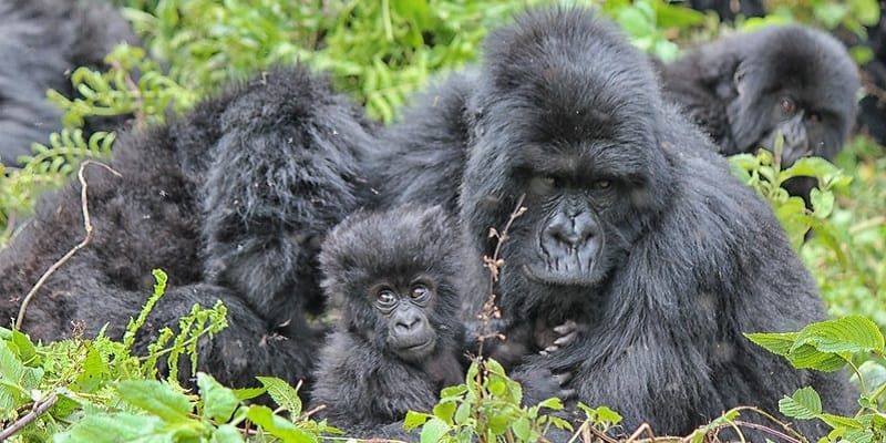5 Days Rwanda Wildlife Safari