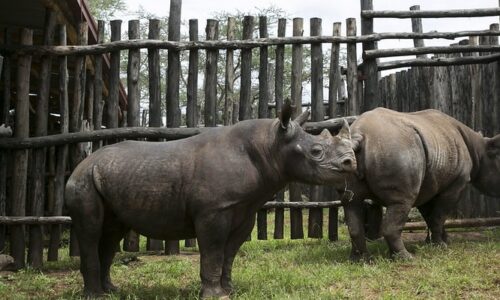 3 Days Wildlife Safari to Akagera National Park