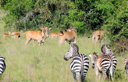 8 Days Rwanda Wildlife Safari