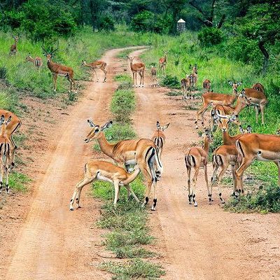 Akagera National Park