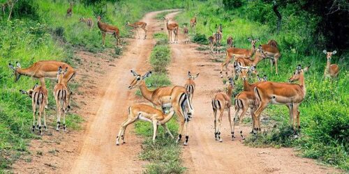 Kigali Food Tour Experience / Traditional Rwandan Cuisine ToursAkagera National Park