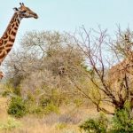 Rwanda Wildlife Safaris