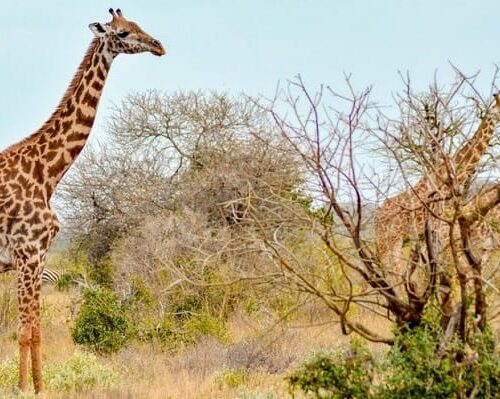 Rwanda Wildlife Safaris