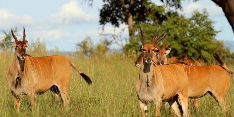 2 Days Akagera Wildlife Safari in Rwanda