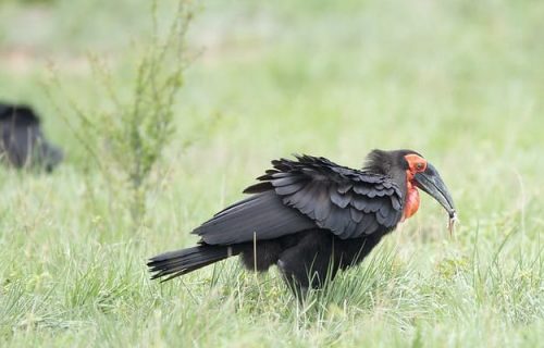 5 Days Rwanda Bird Watching Safari