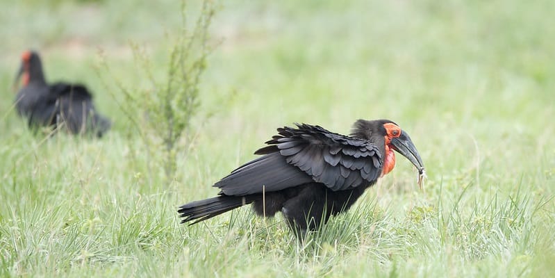 5 Days Rwanda Bird Watching Safari