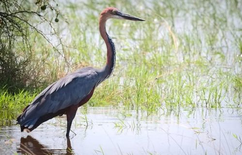 8 Days Rwanda Bird Watching Safari