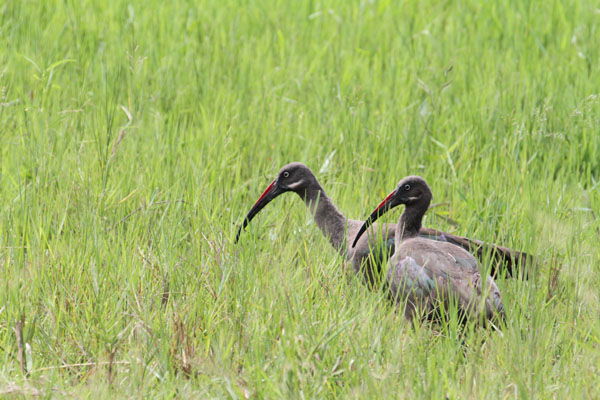 birding