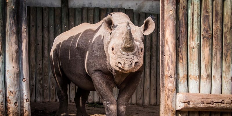 The Return of Black Rhinos to Akagera National Park