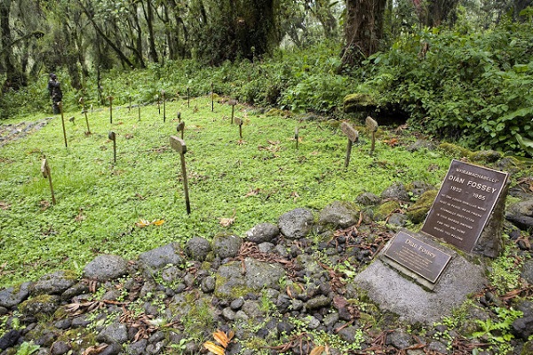 Kigali Art Galleries Tour / Explore Rwanda's Vibrant Art Scenedian fossey