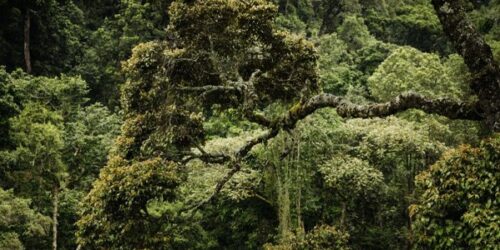 Rwanda Tour Packages Nyanza, Kigali to Nyungwe Transfer / Scenic Drive to Nyungwe ForestGishwati - Mukura National Park