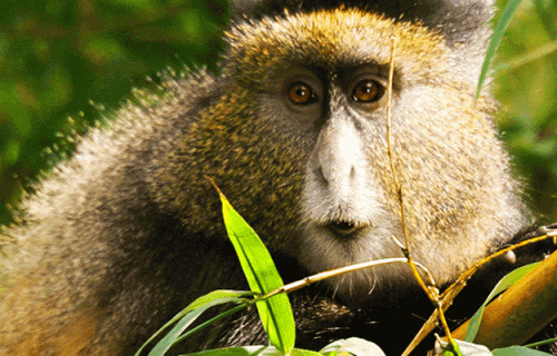 3 Days Golden Monkeys & Gorillas Safari