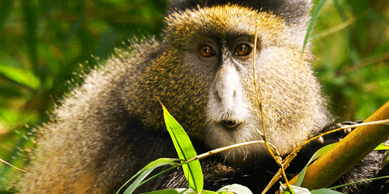 3 Days Golden Monkeys & Gorillas Safari