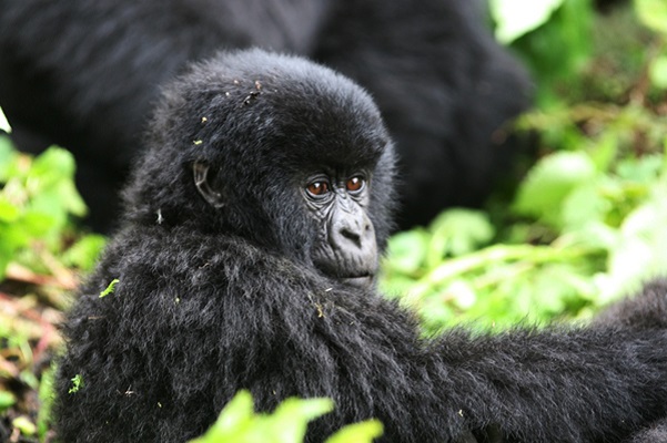 The Rwanda Silverback Gorilla Rules: Essential Safety Tips for Encounter Volcanoes National Park, Rwanda Safaris