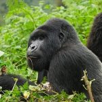 Rwanda Primate Tracking Safaris