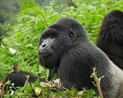 Rwanda Primate Tracking Safaris