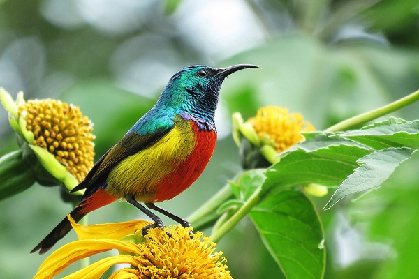 birding nyungwe