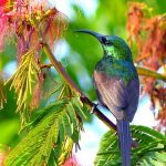 Bird Watching Tours