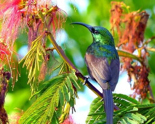 Bird Watching Tours