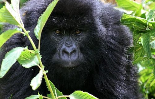 2 Days Gorilla Trekking Safari Rwanda
