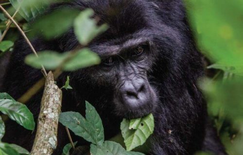 1 Day Rwanda Gorilla Trekking Safari