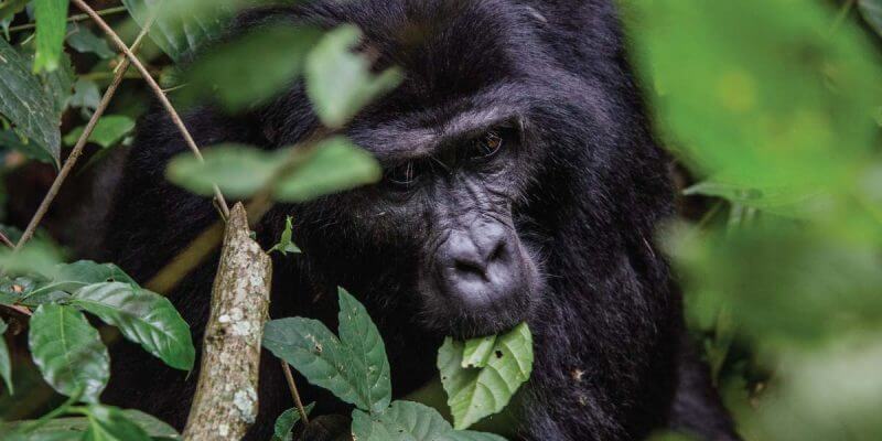 1 Day Rwanda Gorilla Trekking Safari