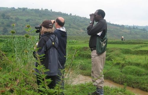 6 Days Bird Watching Rwanda & Primates Safari