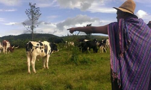 Rwanda Local Cuisine Rwanda, 8 Days Rwanda Culture & Primates Safari