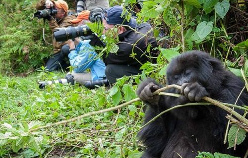 3 Days Rwanda Gorilla Trekking Tour