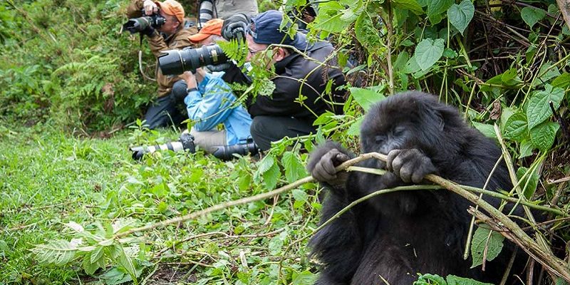 3 Days Rwanda Gorilla Trekking Tour