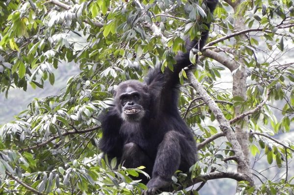 Nyungwe Forest National Park