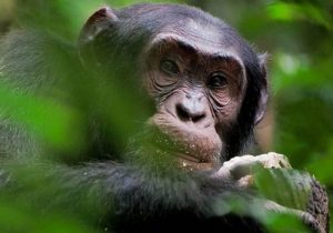 nyungwe chimp