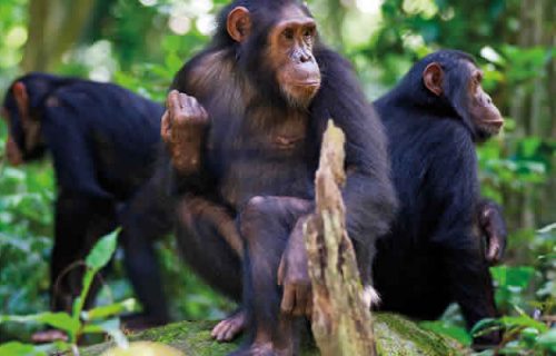 2 Days Rwanda Chimpanzee Trekking Safari