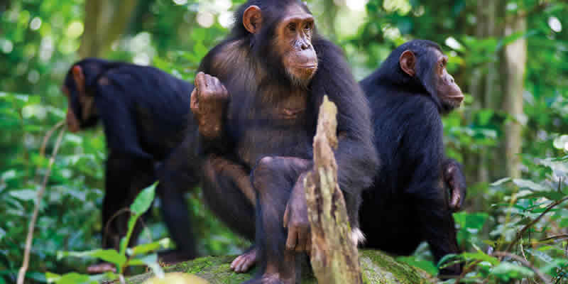 2 Days Rwanda Chimpanzee Trekking Safari