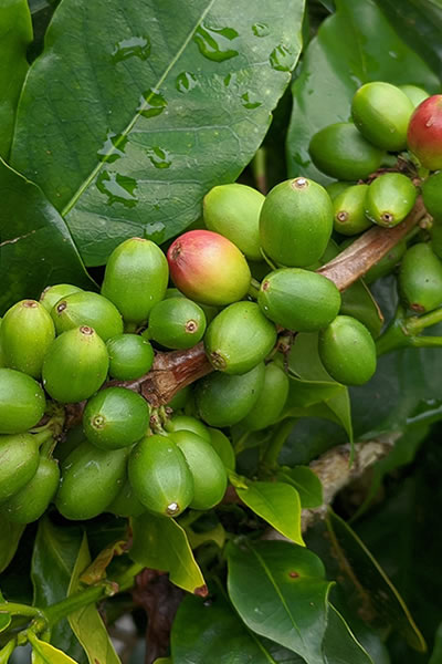 Rwanda Safari Review Collection / Customer Testimonials