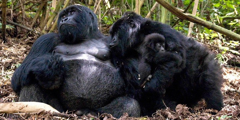 Rwanda Gorilla Families