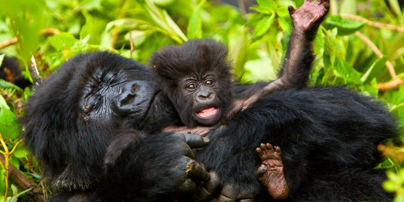 Gorilla Trekking Rules and Regulations