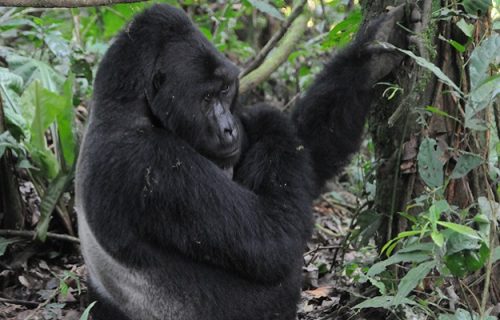 2 Days Rwanda Gorilla Trekking