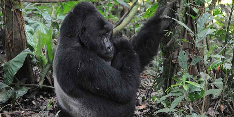 2 Days Rwanda Gorilla Trekking