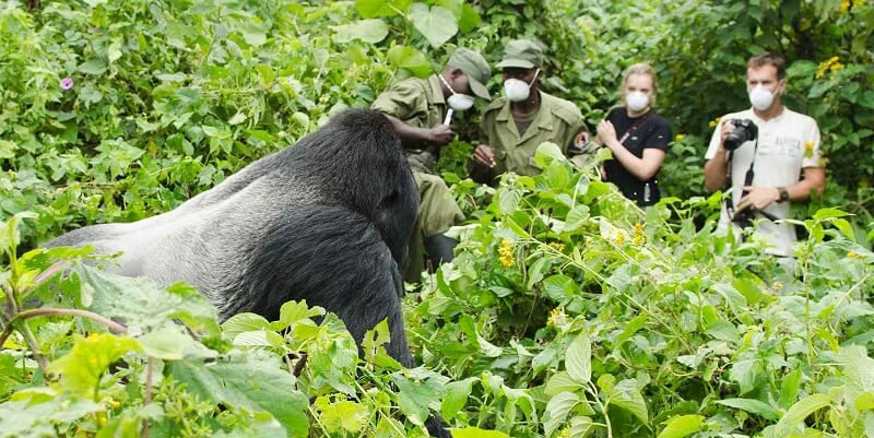 Rwanda Gorilla Permits