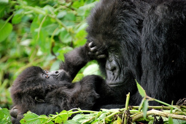 4 Day Gorilla Trekking Rwanda: Best Volcanoes Safari Tour GuideVolcanoes National Park